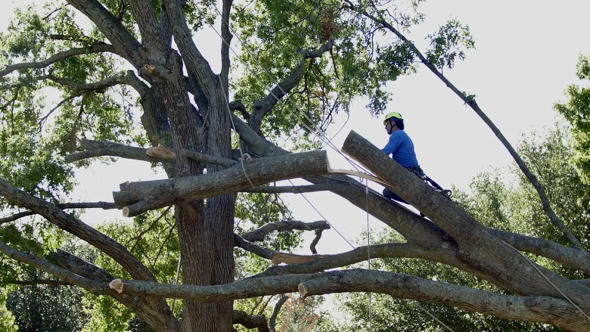 Professional Hazardous Tree Removal performed by certified arborists in Elkhart